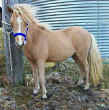 Sunrise Estate Miniature Horses - Sunrise Estates What a Treasure