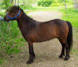 Sunrise Estate Miniature Horses - Tut's Treasure