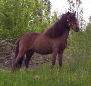 Sunrise Estate Miniature Horses - Princess Tutsi