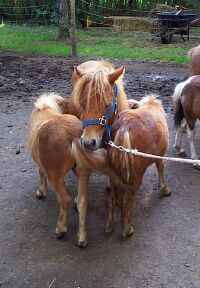 Sunrise Estate Miniature Horses - The Twins