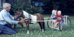 Sunrise Estate Miniature Horses - Twins having their first cart ride