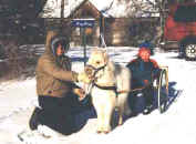 Sunrise Estate Miniature Horses - HAVING SOME WINTER FUN