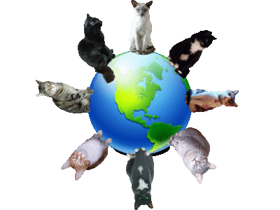 catnet.gif (259781 bytes)