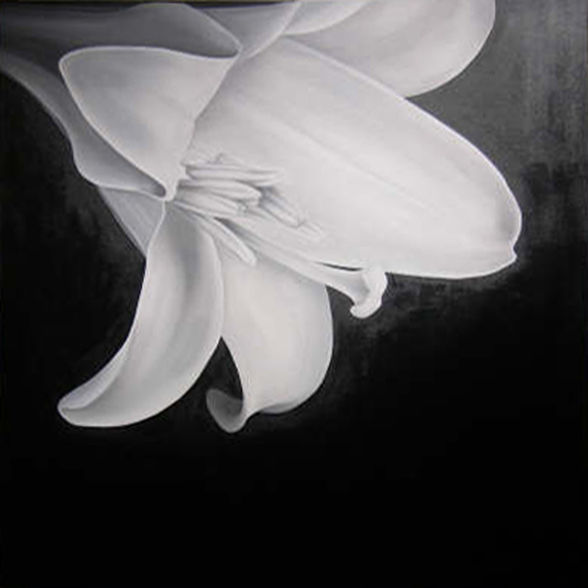 100 cm x 100 cm