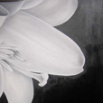 Flower N� 1