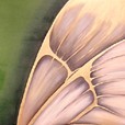 Gold And Silver Butterfly