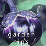 Garden Tips