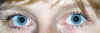 Susie_blue_eyes.JPG (43511 Byte)