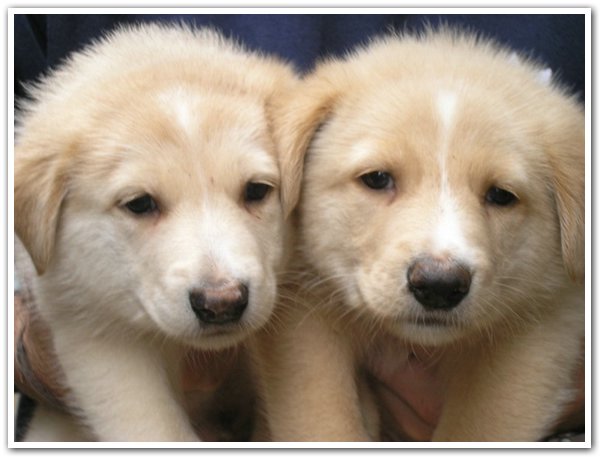 cachorros.jpg