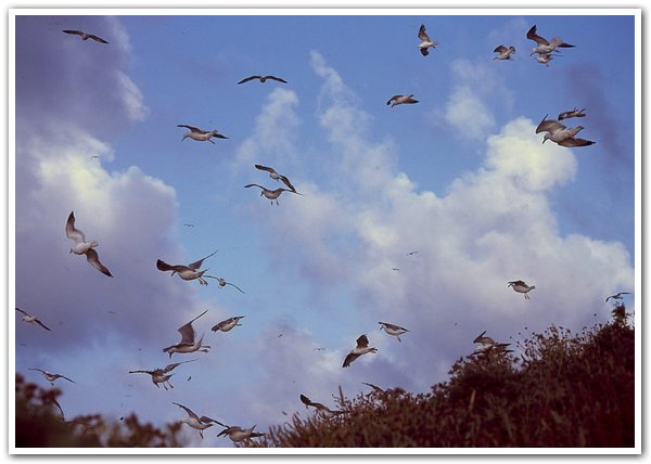 gaviotas.jpg
