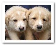 cachorros.jpg