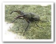 escornabois.jpg