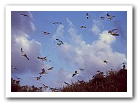 gaviotas.jpg