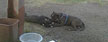 Male pitbull refuses to leave his dead companion's side. (Debbie Freie/Facebook)