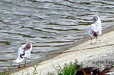 Black-headed Gulls