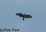 Common Buzzard