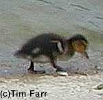 Mallard Duckling