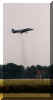 harrier.jpg (29787 bytes)