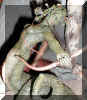 medusa1.jpg (58602 bytes)