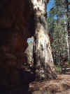 Alligator_Gorge5.jpg (51708 bytes)