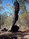 Alligator_Gorge6.jpg (52415 bytes)