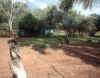Emu and Roos at Caravan Park