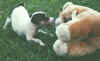 Jack with Honeybear