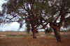 OverlandCornerGums.jpg (45383 bytes)