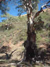 SpringCreek1.jpg (39438 bytes)