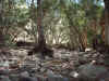 SpringCreek2.jpg (57459 bytes)