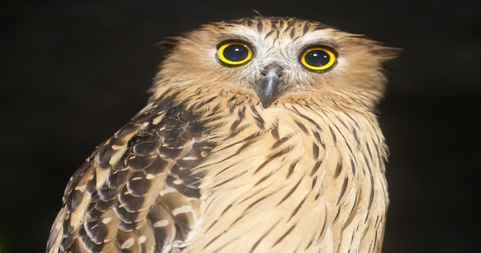 Jurong Bird Park