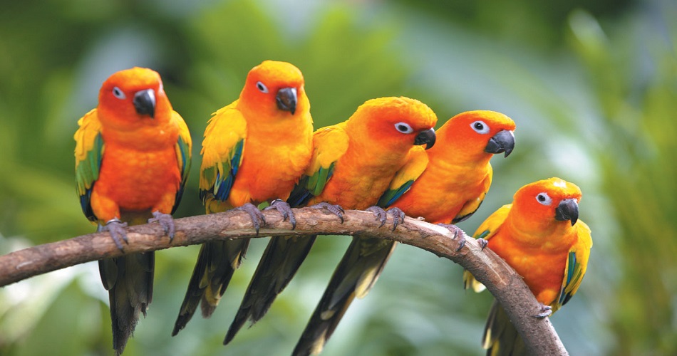 Jurong Bird Park