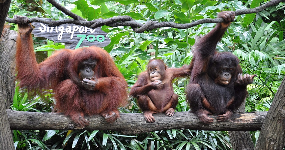 Singapore Zoo