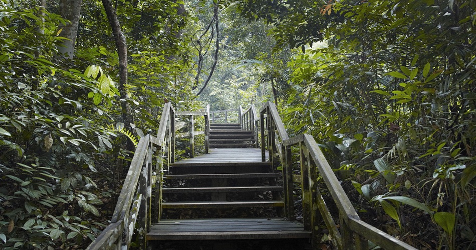 Bukit Timah Nature Reserve