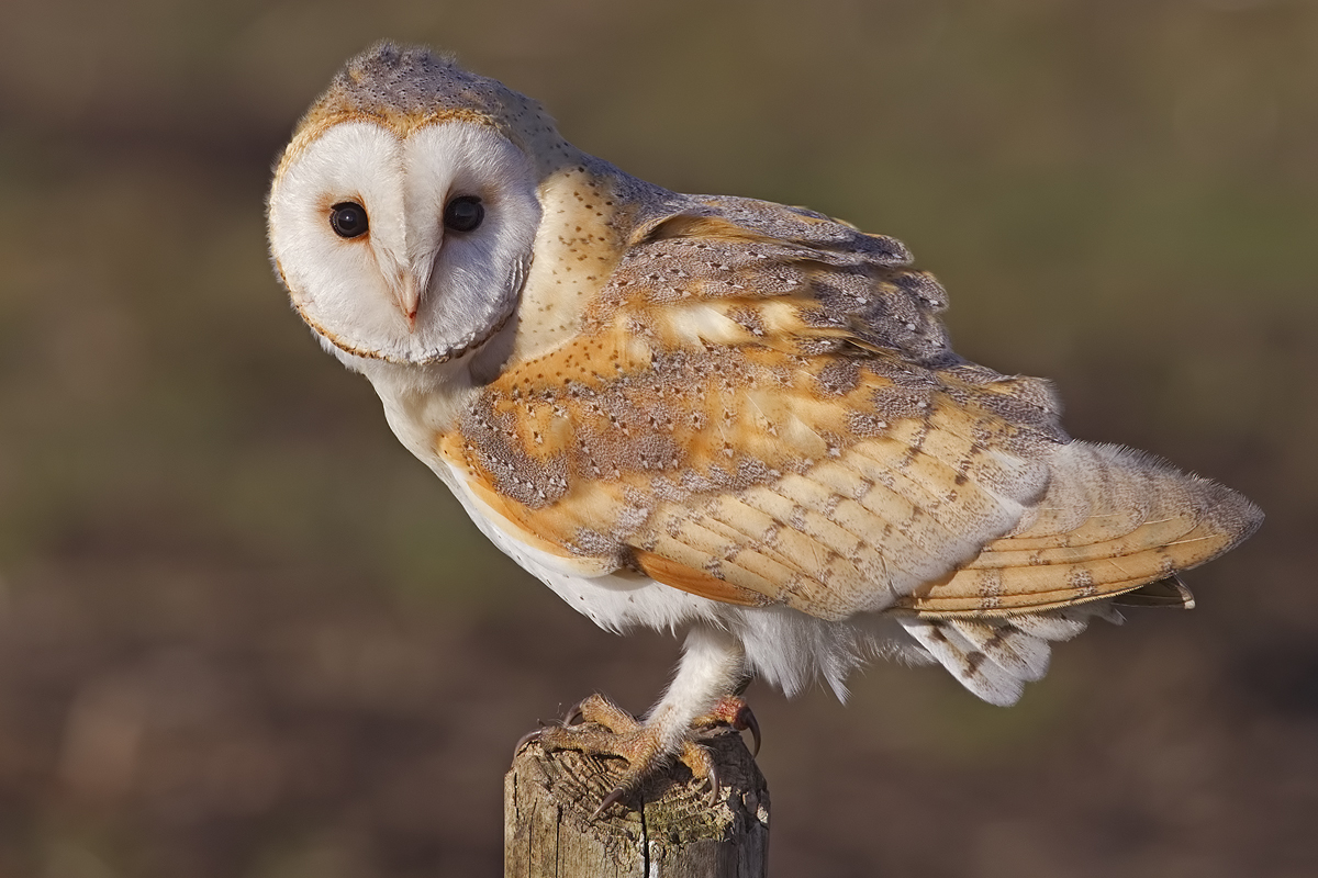owl