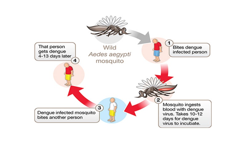 Stages of Transmision