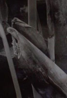 photo1