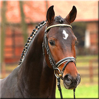 &copy; Klosterhof Medingen