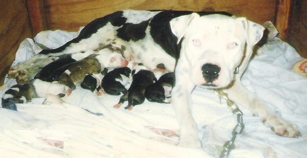Click to view pedigree