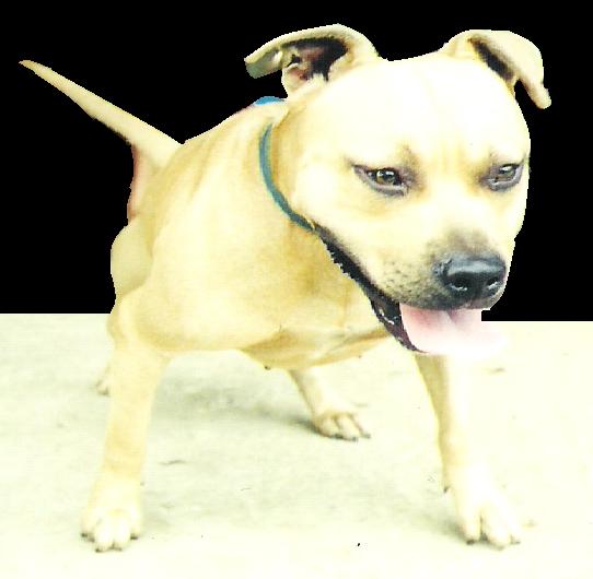 Click for pedigree