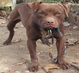 Click to view pedigree