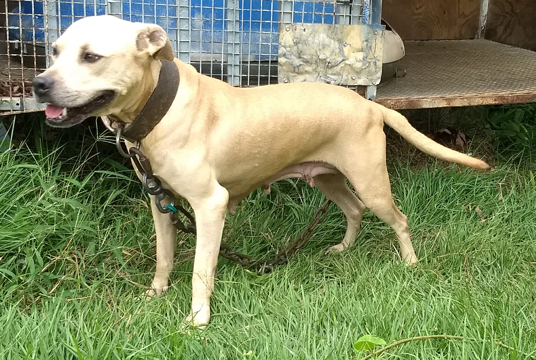 Click to view pedigree