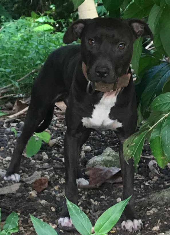 Click to view pedigree