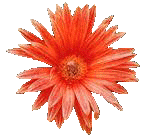 Cesta de Flores e Frutas N�mero 2