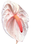 Cesta de Caf� da Manh� N�mero 8