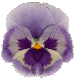 :: A Hist�ria da Takeo Floricultura ::