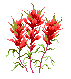 Arranjos e Cestas de Kalancho�s da Takeo Floricultura