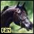 arabian horses