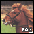 icelandic horses