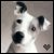 jack russel terrier